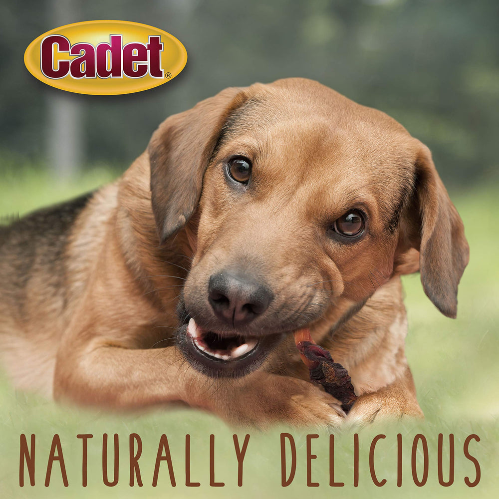 Cadet dog eating a wrapped biscuit, demonstrating appeal and quick reward