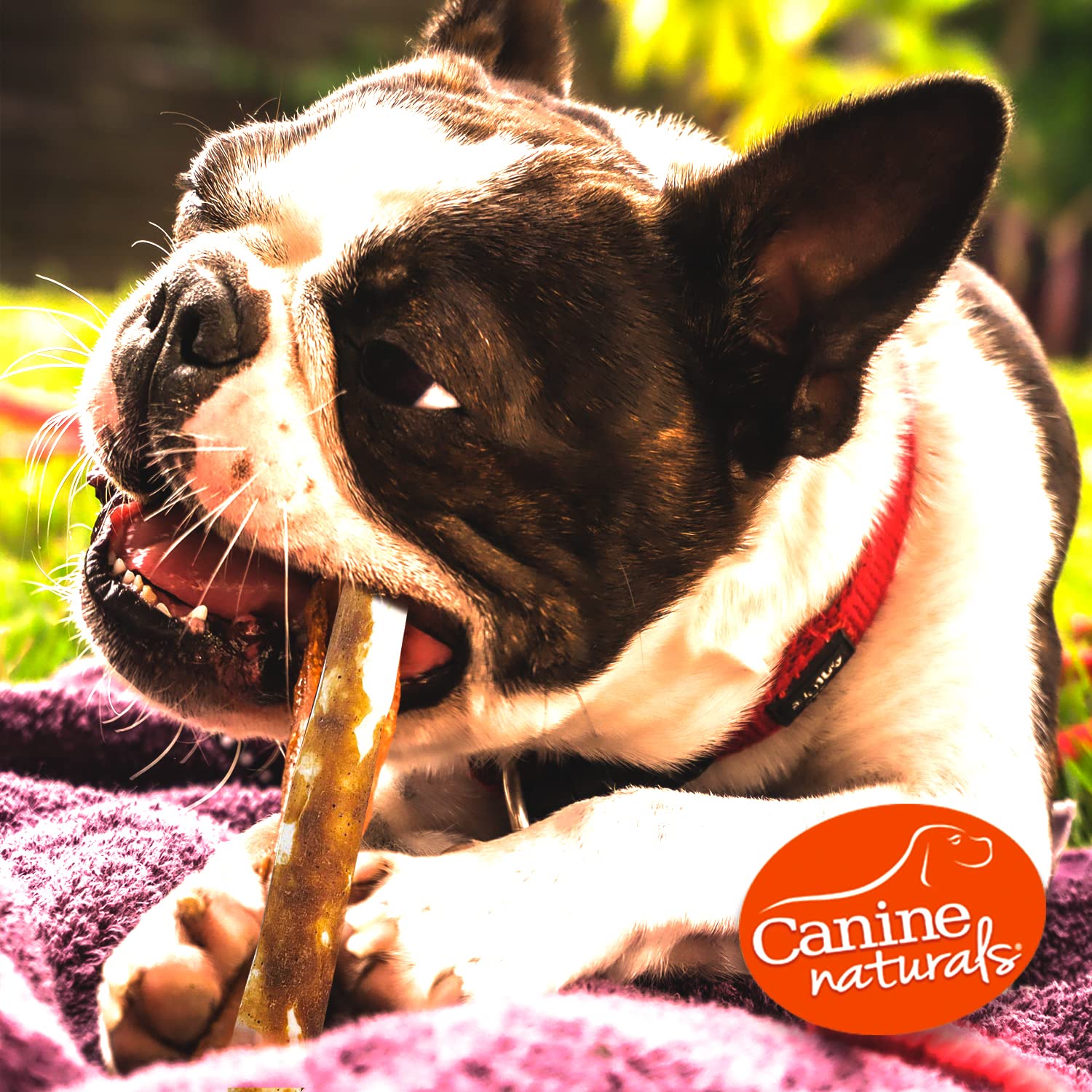Canine Naturals envase abierto con palitos visibles, cantidad conveniente para hogar