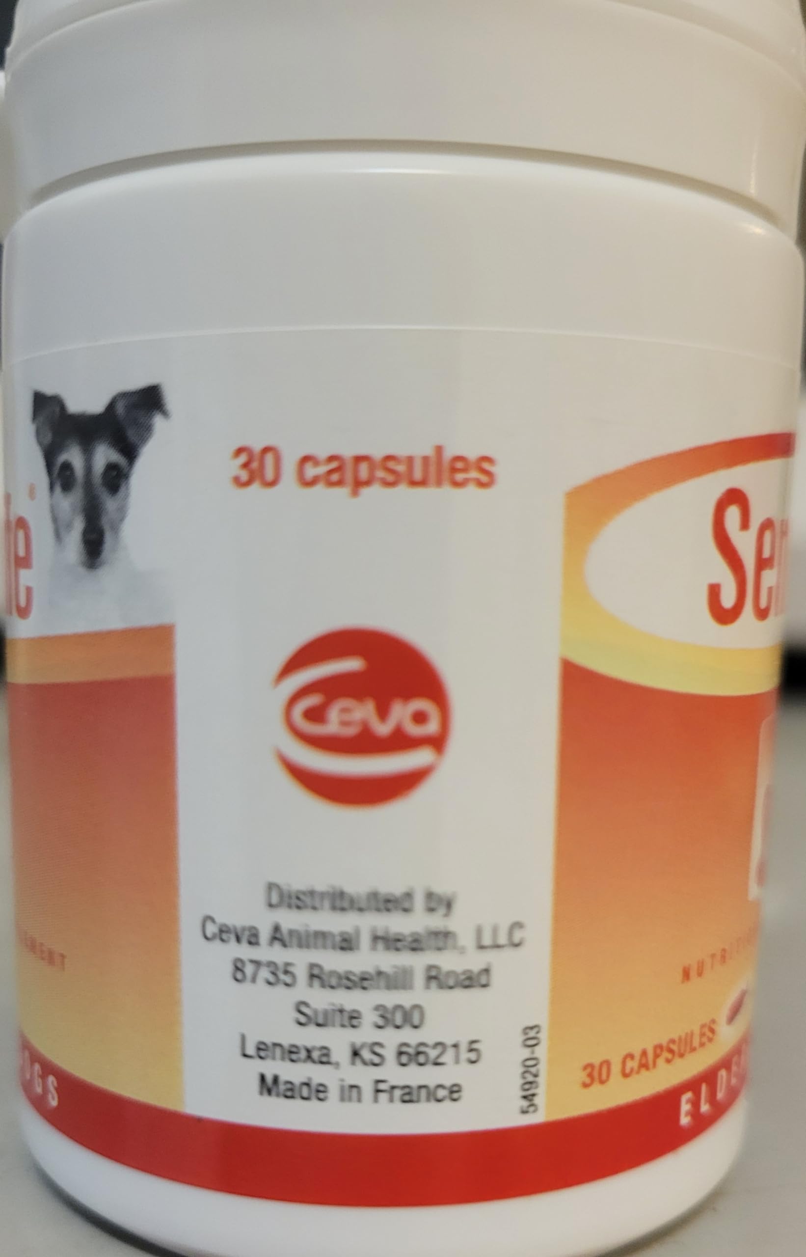 Perro anciano en casa con Ceva Senilife mostrando mayor atención