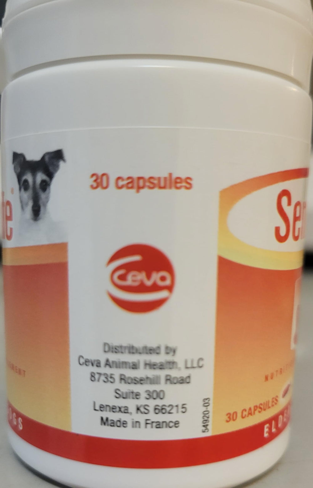 Perro anciano en casa con Ceva Senilife mostrando mayor atención