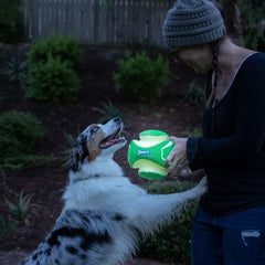Chuckit! pelota en uso con perro mostrando rebote y diversión