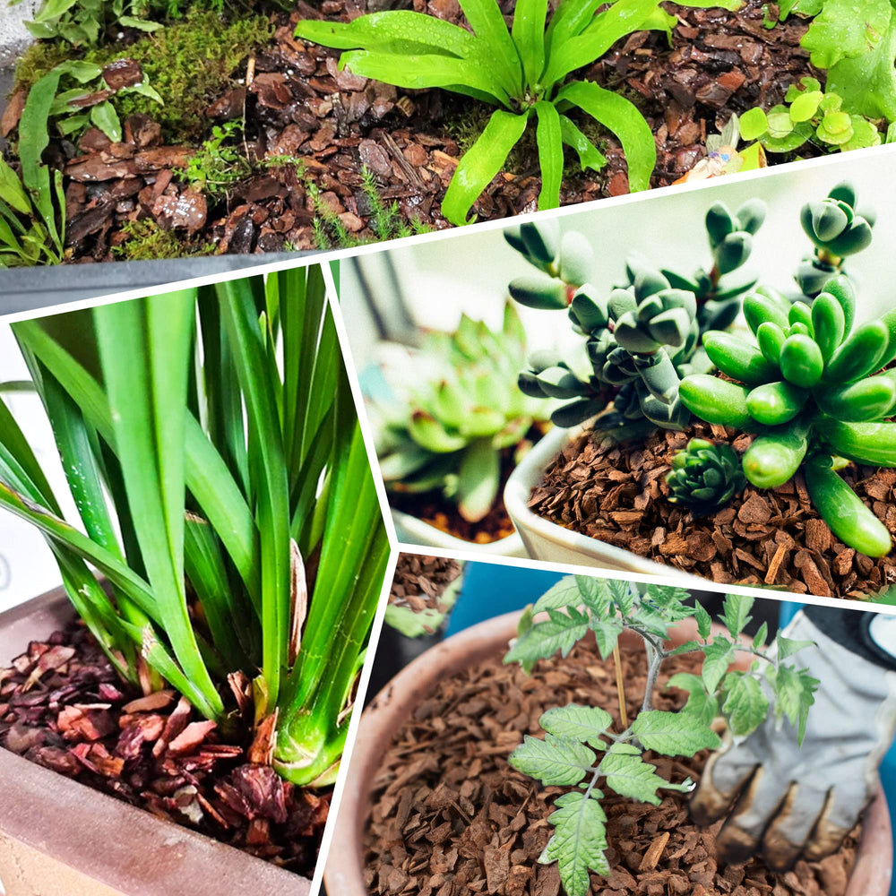 CJGQ bark used as top mulch in container garden conserving moisture benefit