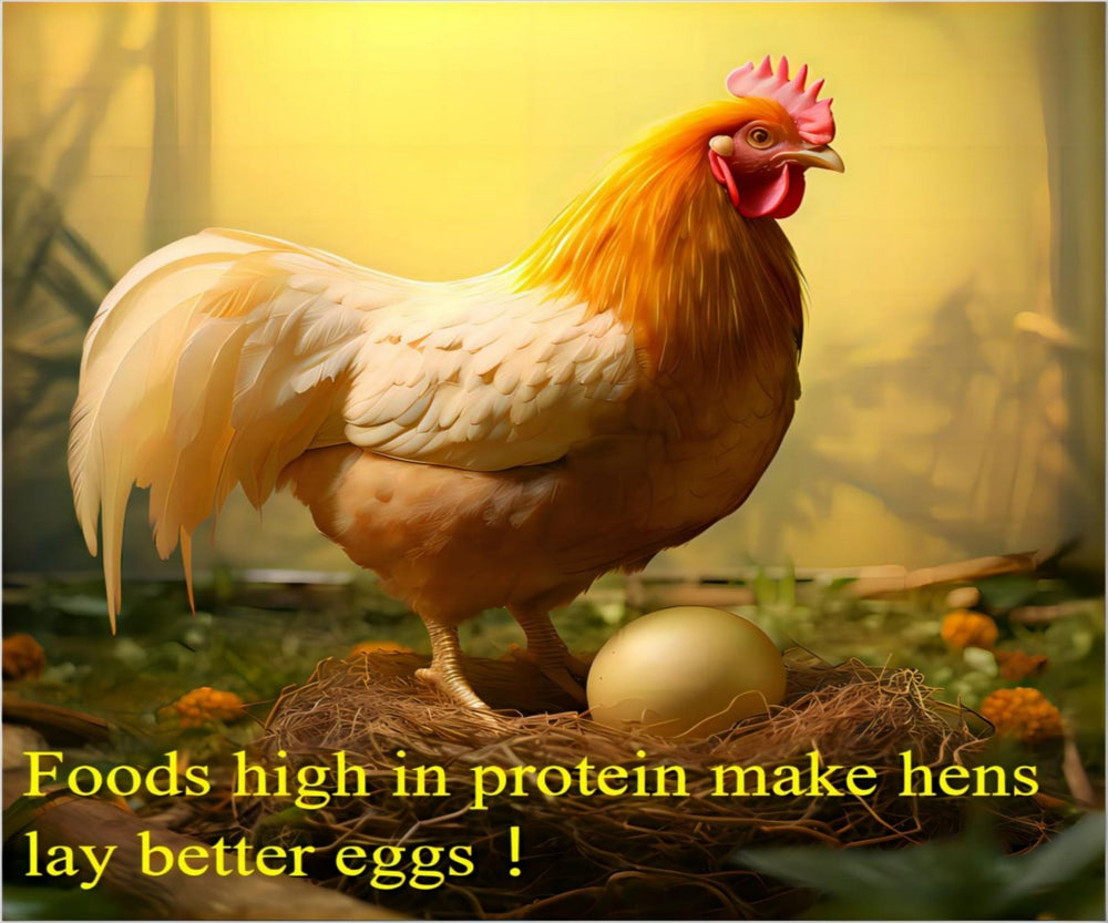 Classic Flock mealworms scattered while chickens forage, encouraging natural behavior