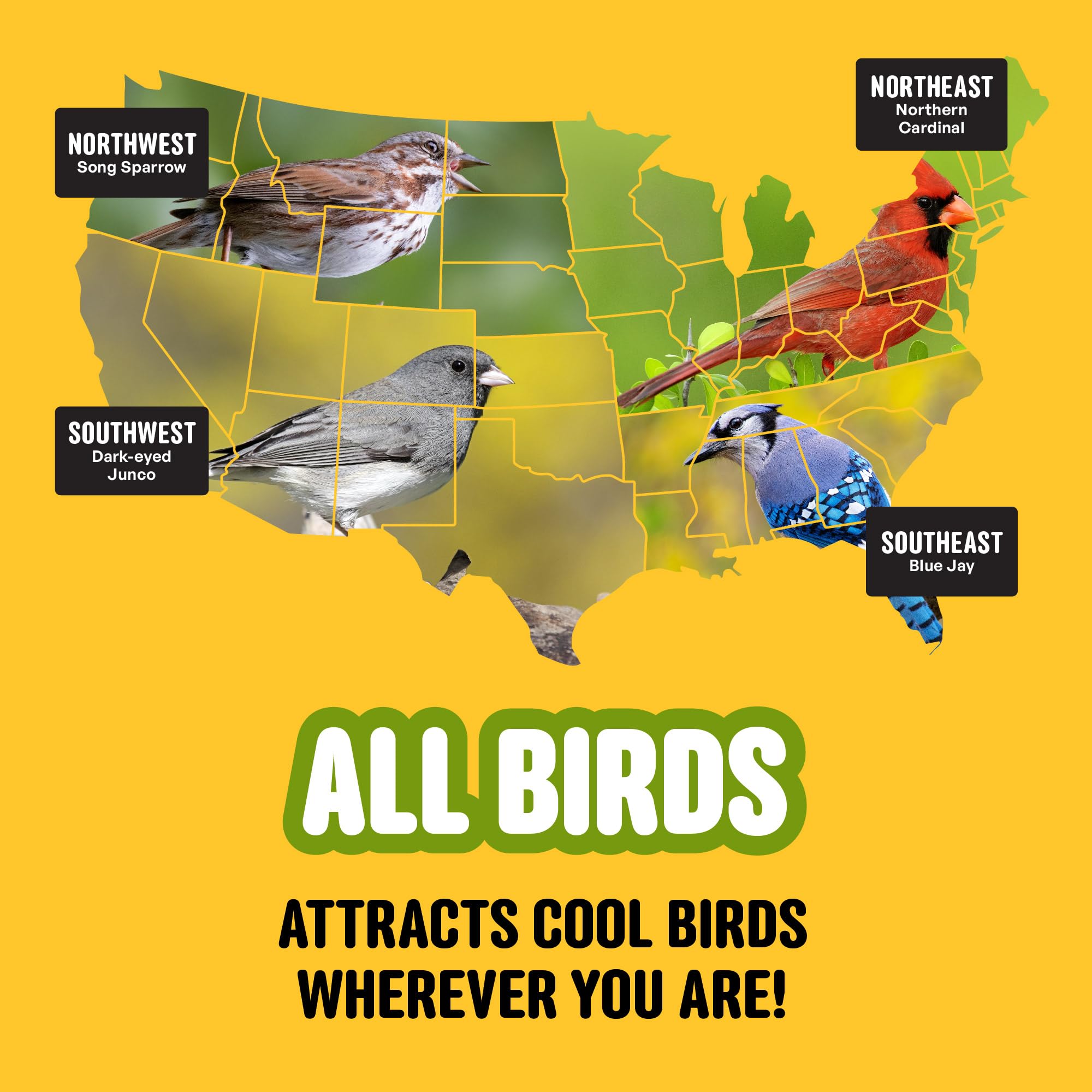 Cool Birds jardín con varias especies atraídas por la mezcla