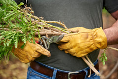 Corona BP 3180D blade close-up showing precision-honed edge for clean, healthy plant cuts
