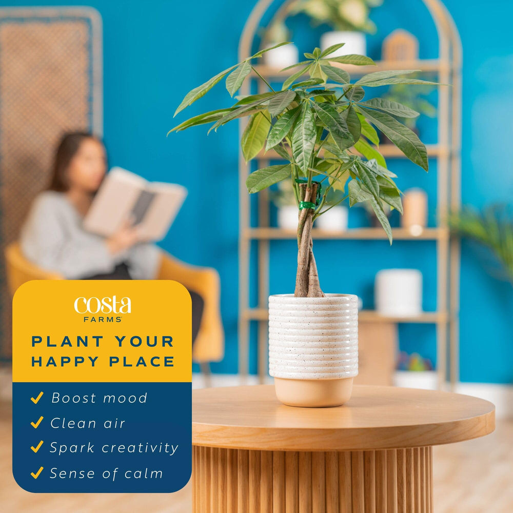 Costa Farms Money Tree en escritorio aportando verde y ambiente productivo