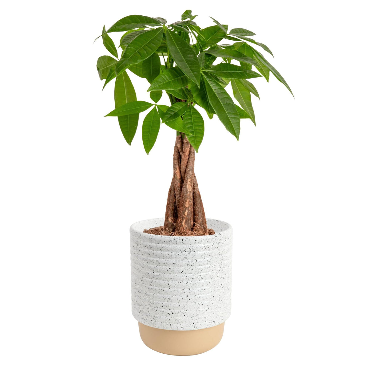 Costa Farms Money Tree vista frontal mostrando forma elegante y frescura
