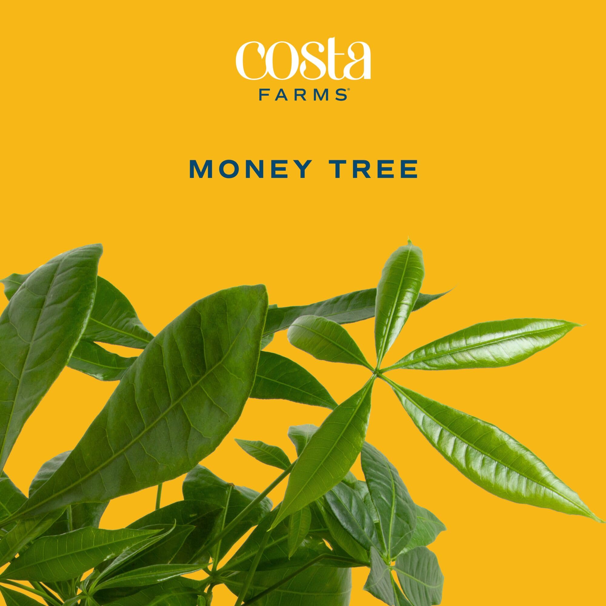 Costa Farms Money Tree hojas verdes brillantes que realzan cualquier espacio