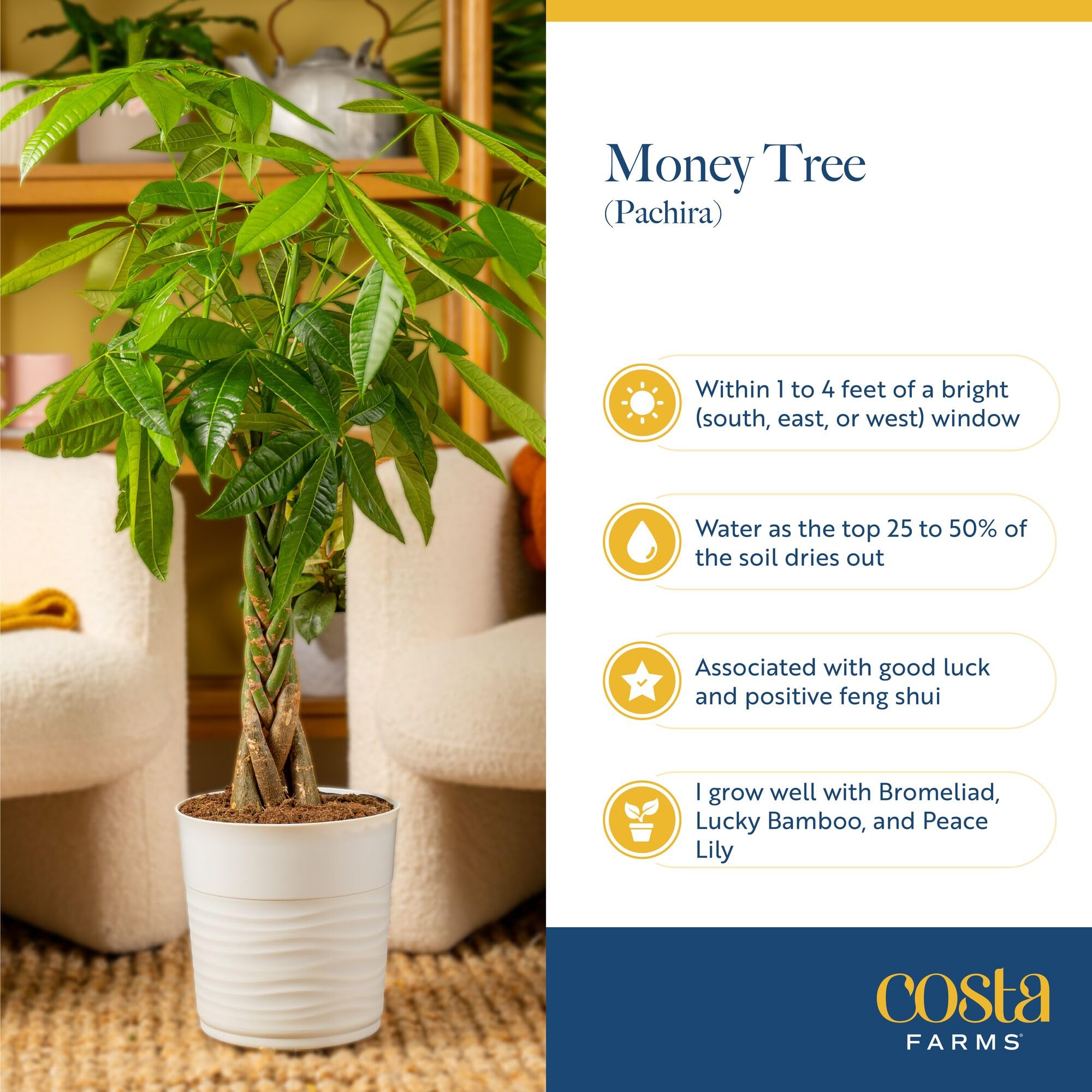 Costa Farms Money Tree junto a objetos para mostrar proporción y tamaño