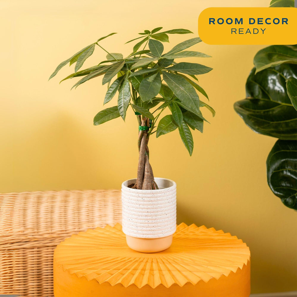 Costa Farms Money Tree tronco trenzado detallado que aporta carácter decorativo