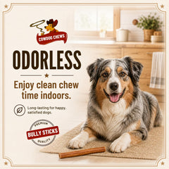 Cowdog Chews perro masticando feliz muestra entretenimento y limpieza dental