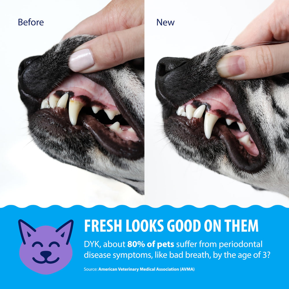 Dental Fresh mascota bebiendo agua tratada, promueve aliento más fresco
