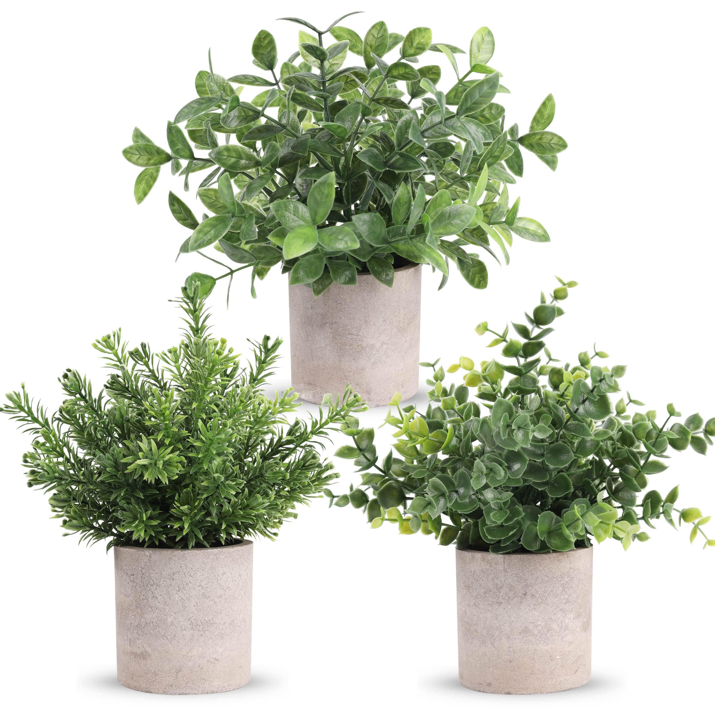 Der Rose vista frontal del pack de tres plantas para decoración rápida