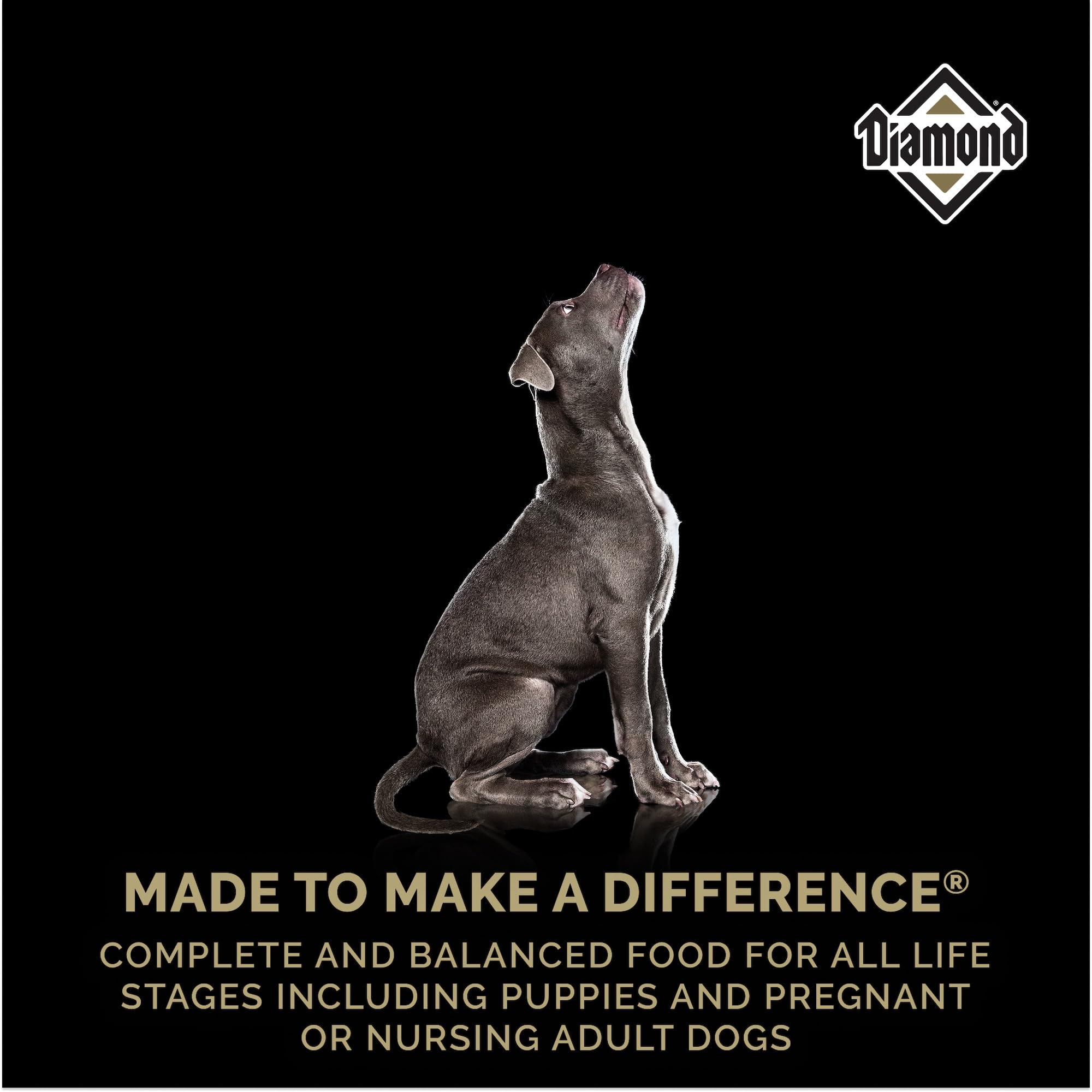 DIAMOND cachorro con pelaje brillante que ilustra salud dérmica y nutrición