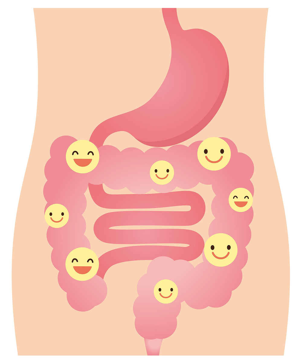 DrFormulas Nexabiotic displayed with fruits conveying digestive wellness support