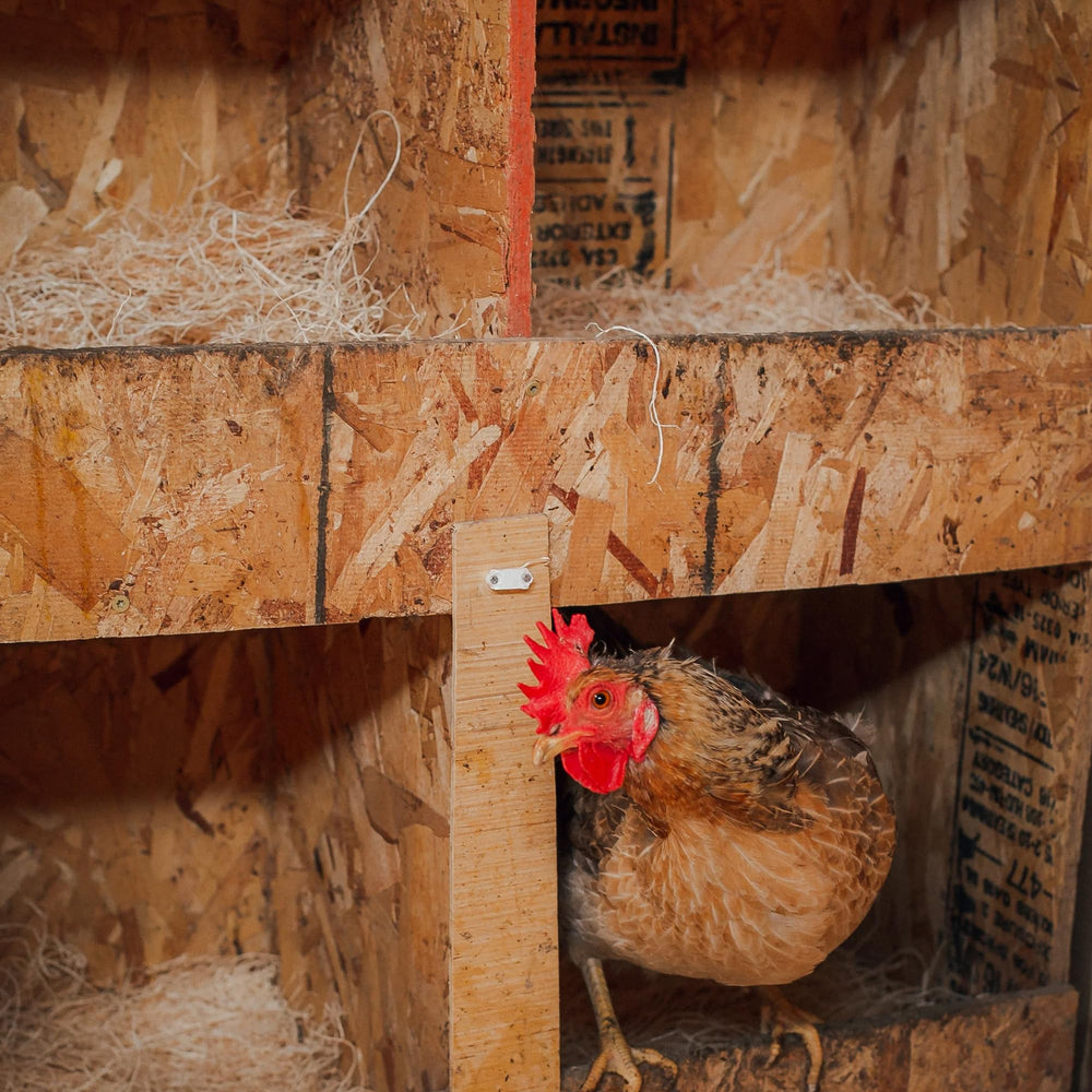 Eaton Pet and Pasture pad moisture demo showing wicking to kraft backing and drier nest benefit