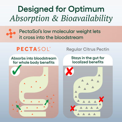 EcoNugenics PectaSol next to a ruler for visual size and serving comparison aiding portion planning
