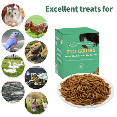 FCI GRUBS gallina comiendo larvas para reforzar calcio y proteínas