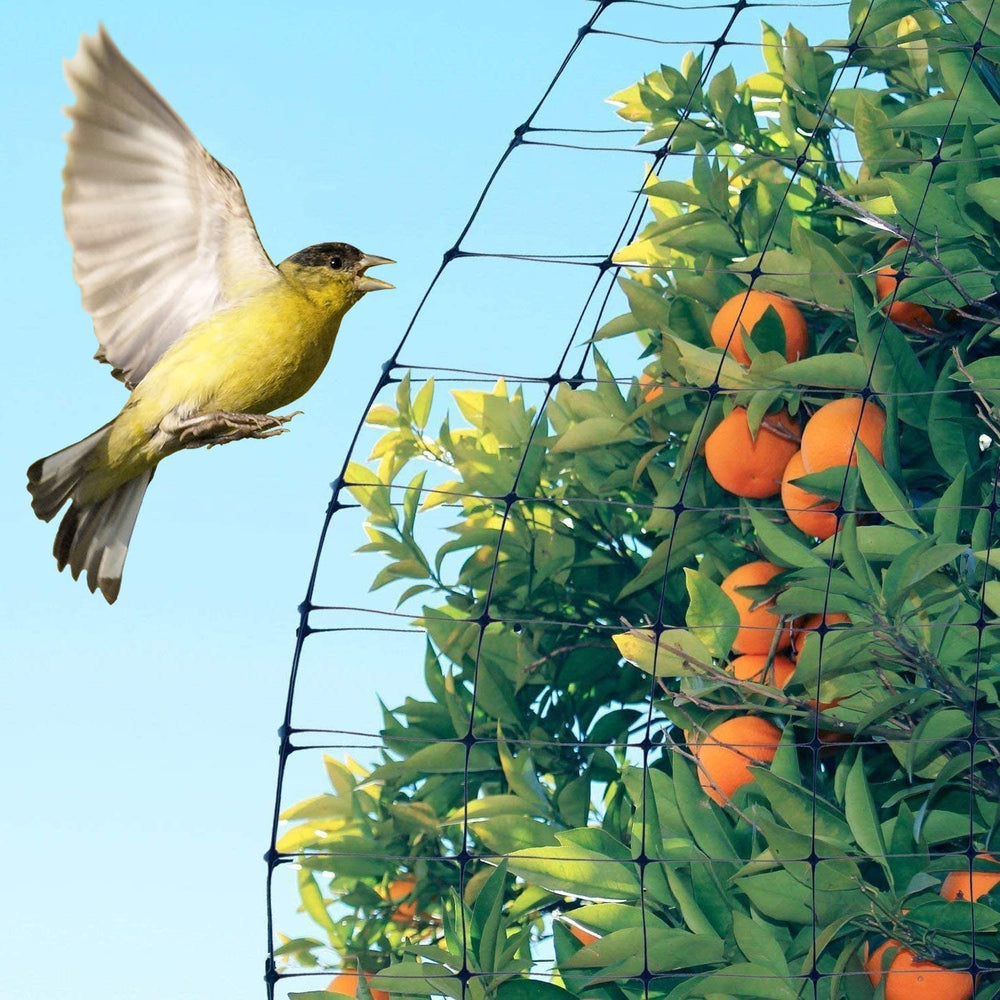Feitore red instalada alrededor de tomates para evitar aves