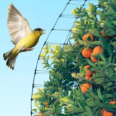 Feitore red instalada alrededor de tomates para evitar aves