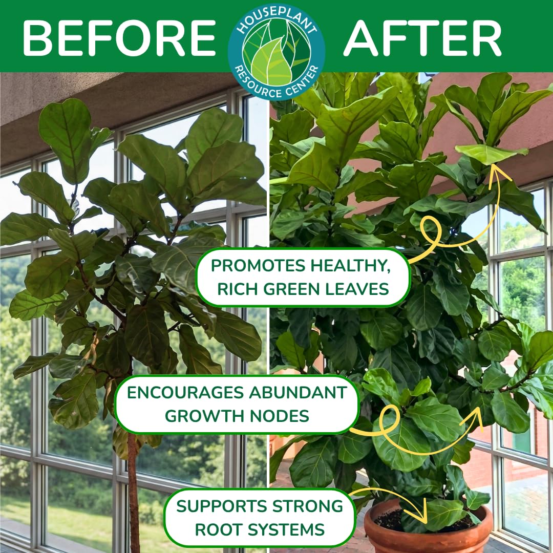 Fiddle Leaf Fig Plant Food mixing teaspoon into cup to show correct ratio