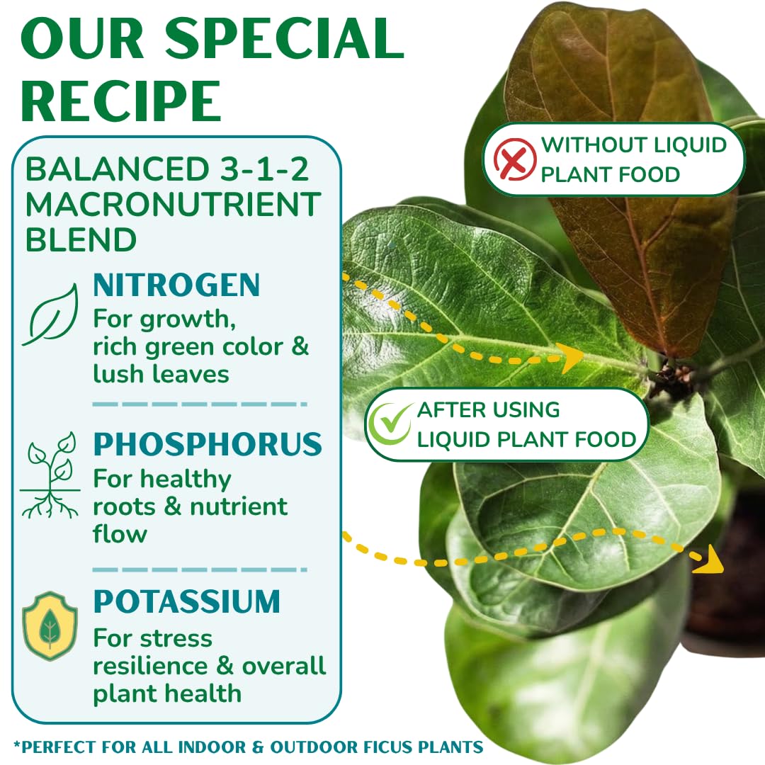 Fiddle Leaf Fig Plant Food pouring concentrate close-up for spill-free dosing