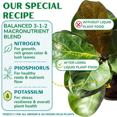 Fiddle Leaf Fig Plant Food pouring concentrate close-up for spill-free dosing
