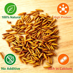 FLESHINESS WORMS close-up of dried BSF larvae texture for appetizing nutrition