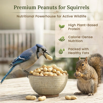 Forest Haven peanuts in feeder demonstrating compatibility and engagement