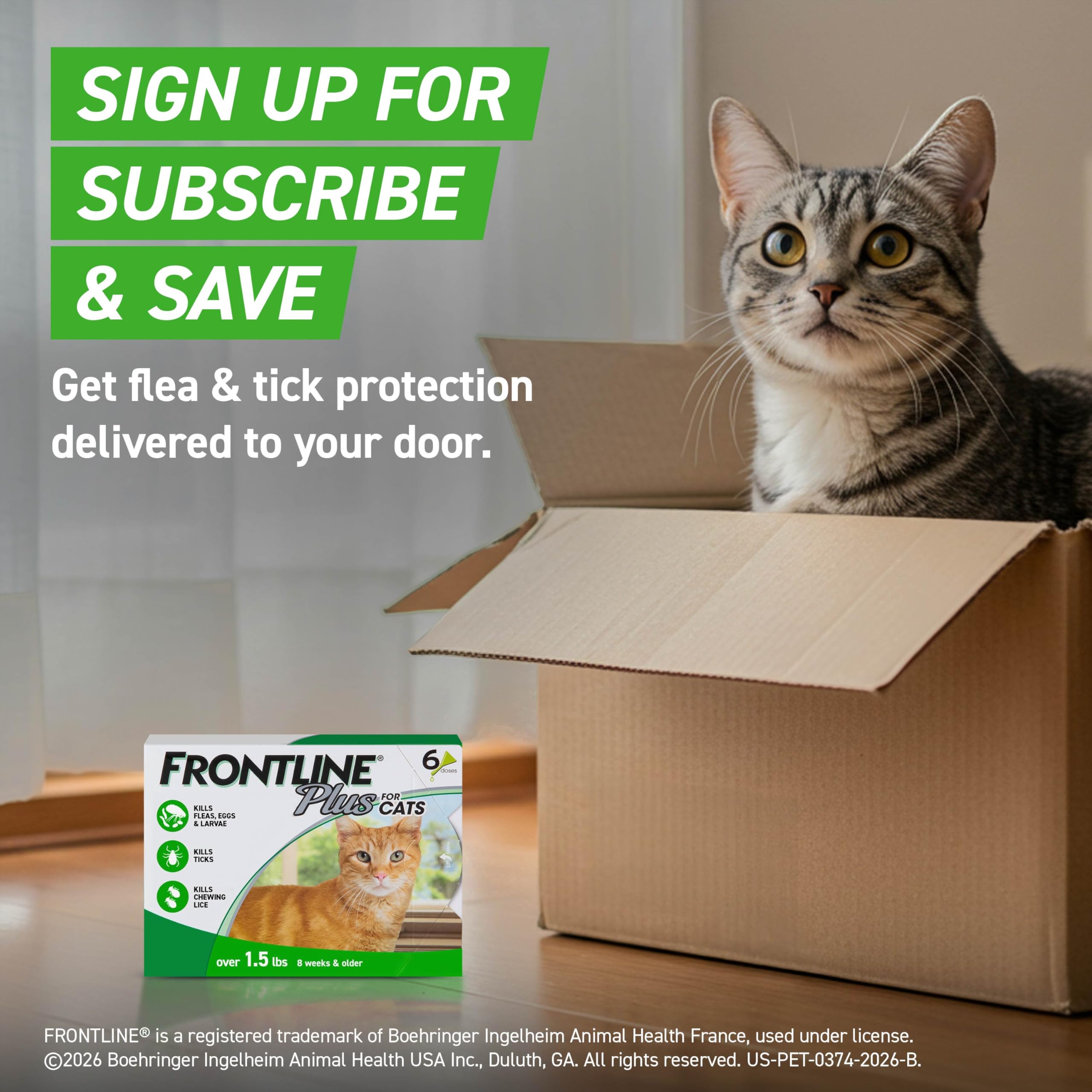 Relaxed indoor cat illustrating Frontline protecting pets for a full 30 days