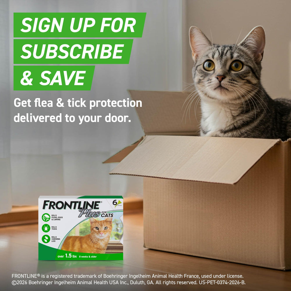 Relaxed indoor cat illustrating Frontline protecting pets for a full 30 days