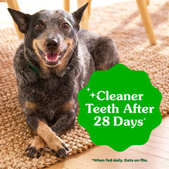 Greenies en mano para mostrar escala ideal para perros 25–50 lb