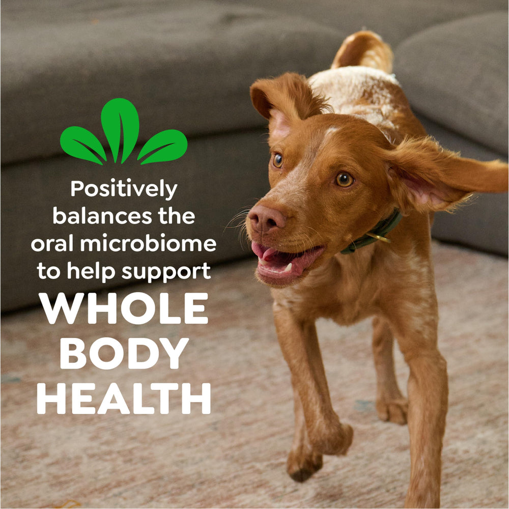 greenies lifestyle small dog enjoying treat promoting dental care habit