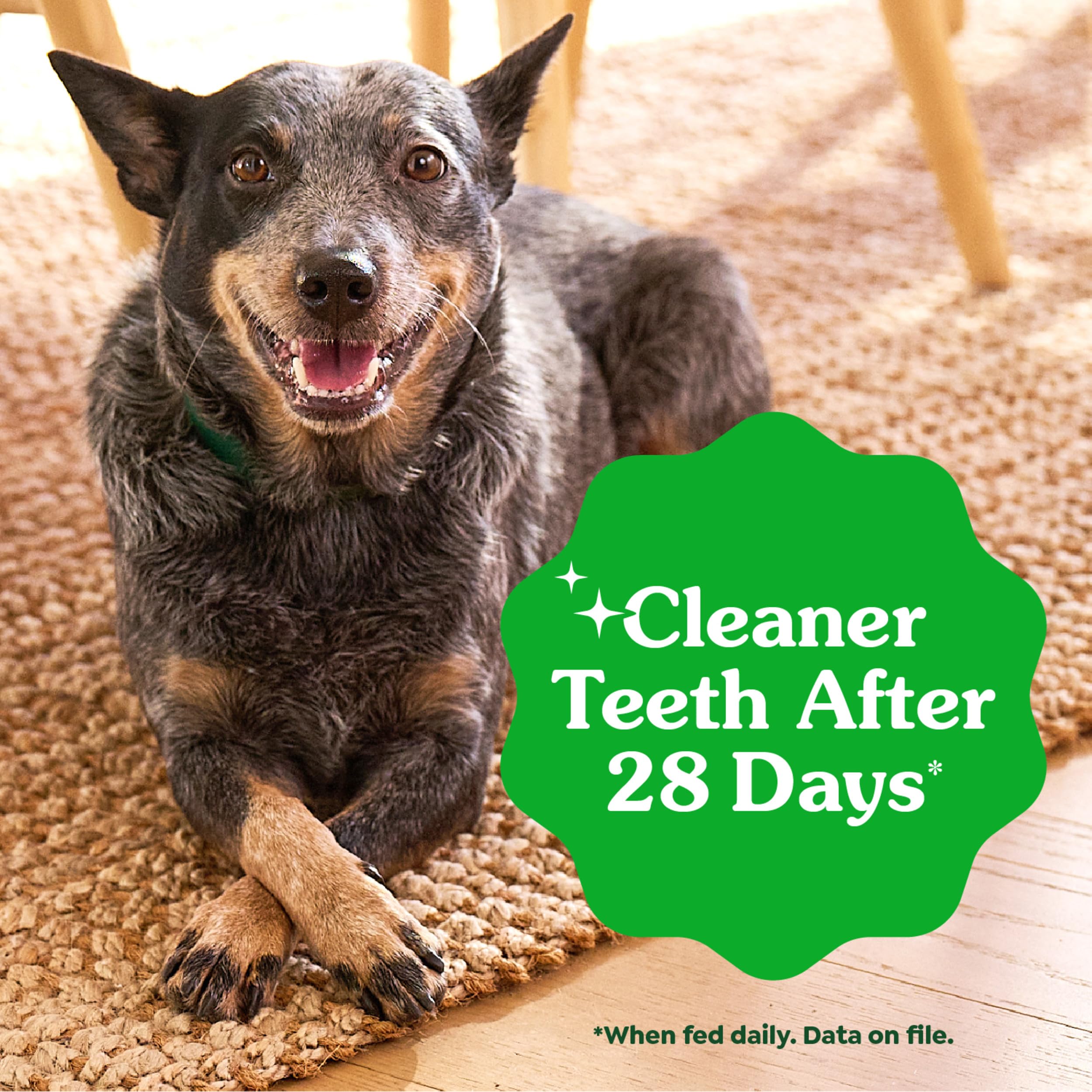 greenies treat in dog mouth action demonstrating effective chewing