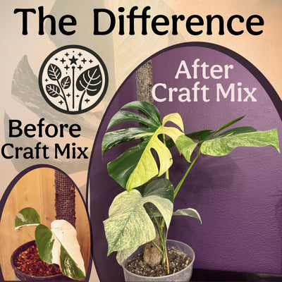 Grow Queen label and certifications showing organic and peat-free credentials