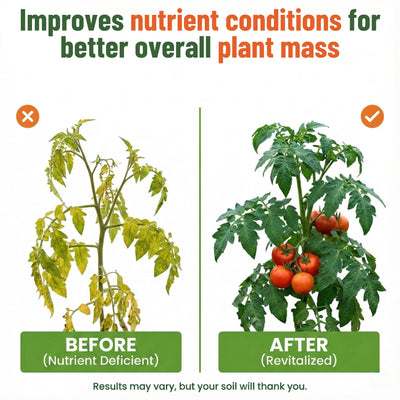 GS Plant Foods planta con raíces fuertes beneficiada por el kelp