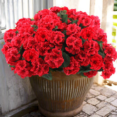 Hananona geranios frontal paquete mostrando seis ramilletes y color vibrante