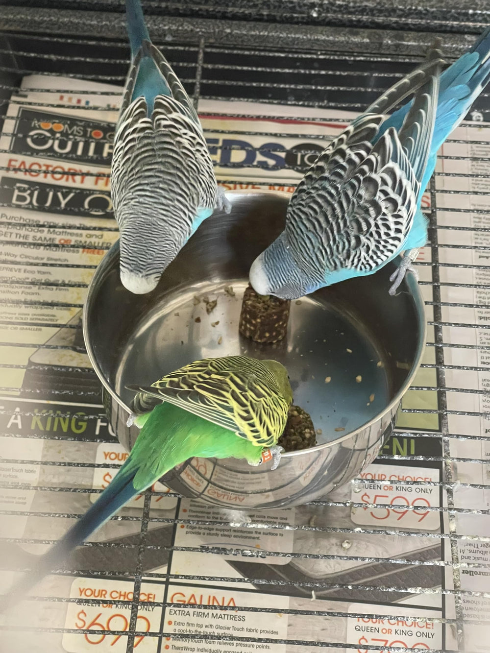 Harrison's Nuggies servidas en percha con ave comiendo, promoviendo aceptación