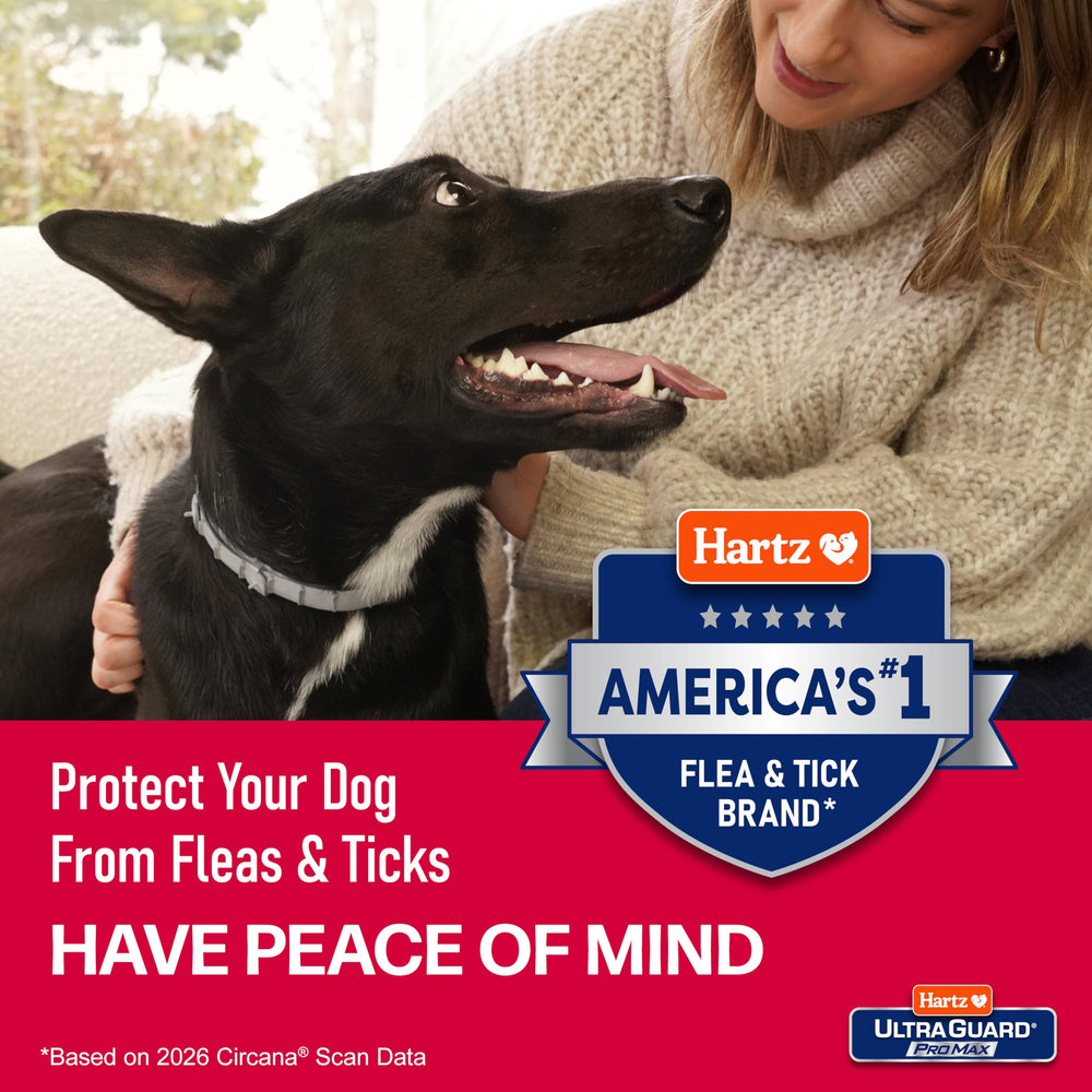Hartz collar en perro al aire libre protegiendo durante juegos