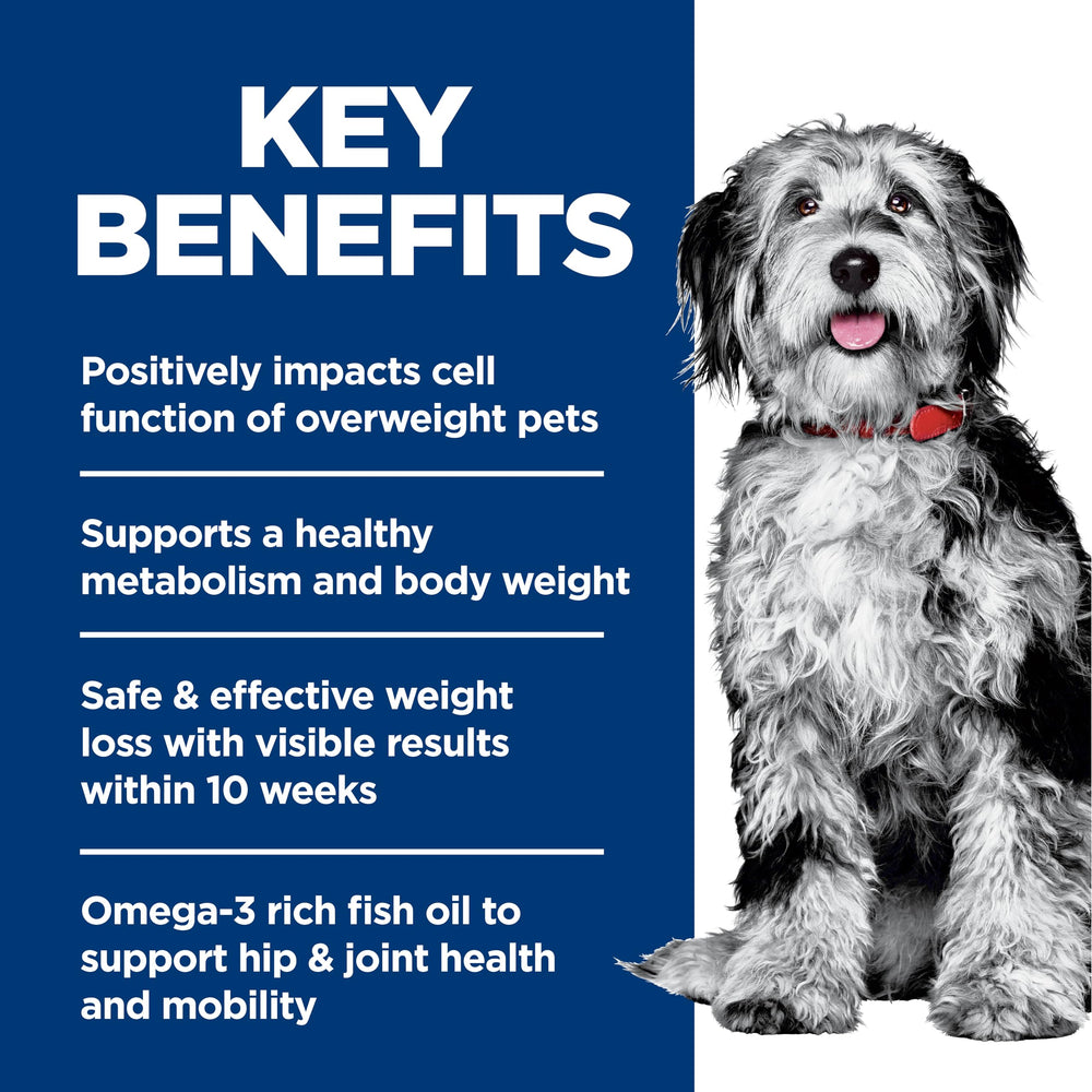 Hill's Science Diet perro comiendo, mejora la movilidad y energía