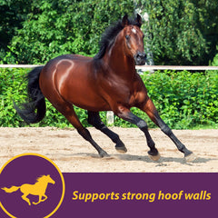 Horse Health suplemento junto a caballo demostrando uso en campo