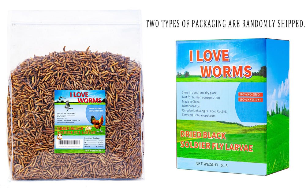 I LOVE WORMS gallina comiendo larvas, beneficio: estimula forrajeo y aporte nutritivo