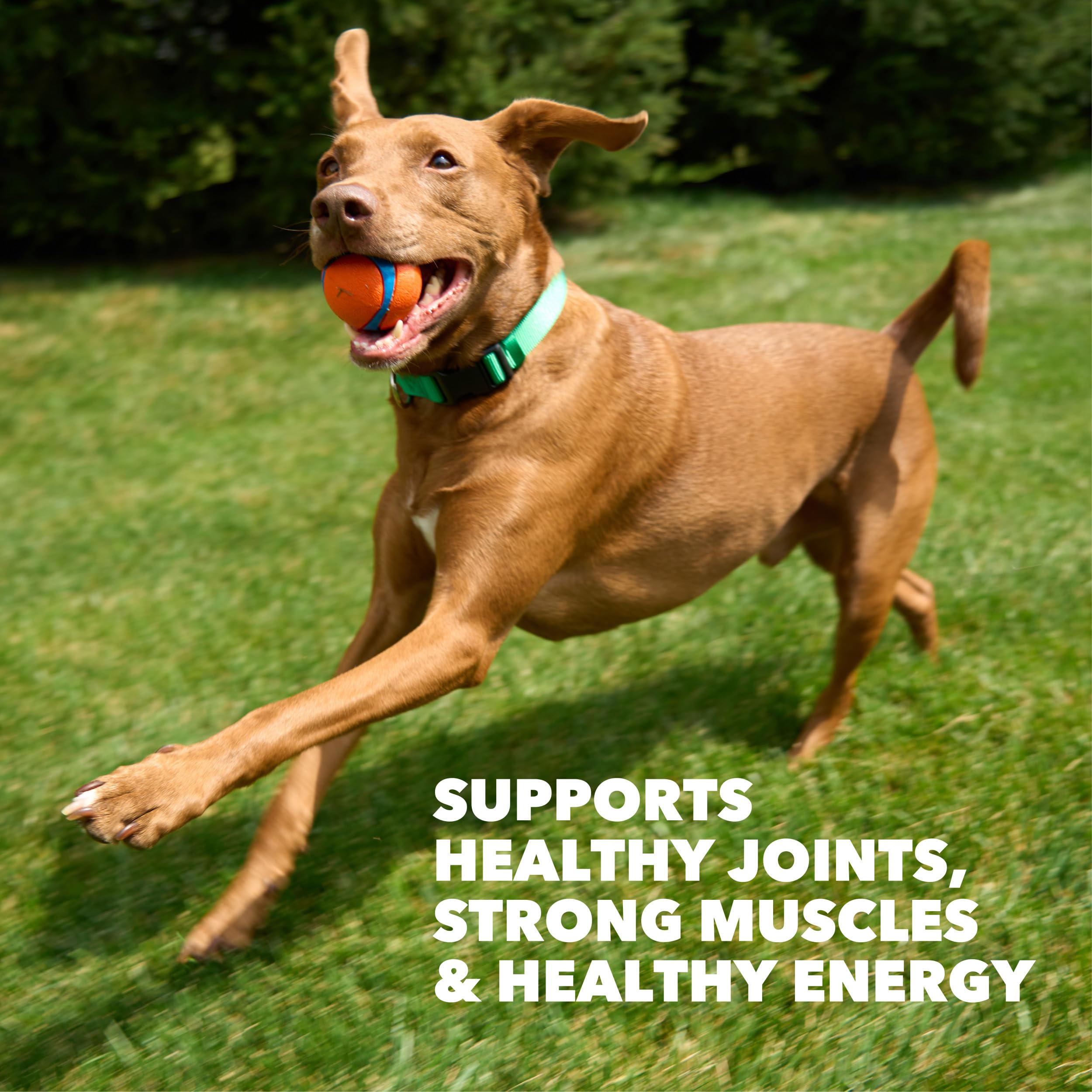 IAMS ingredientes principales pollo y res visibles y naturales