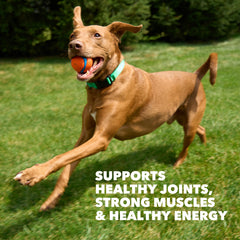 IAMS ingredientes principales pollo y res visibles y naturales