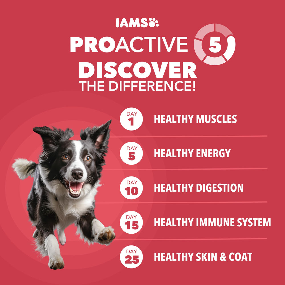 IAMS croquetas en primer plano mostrando textura y digestibilidad
