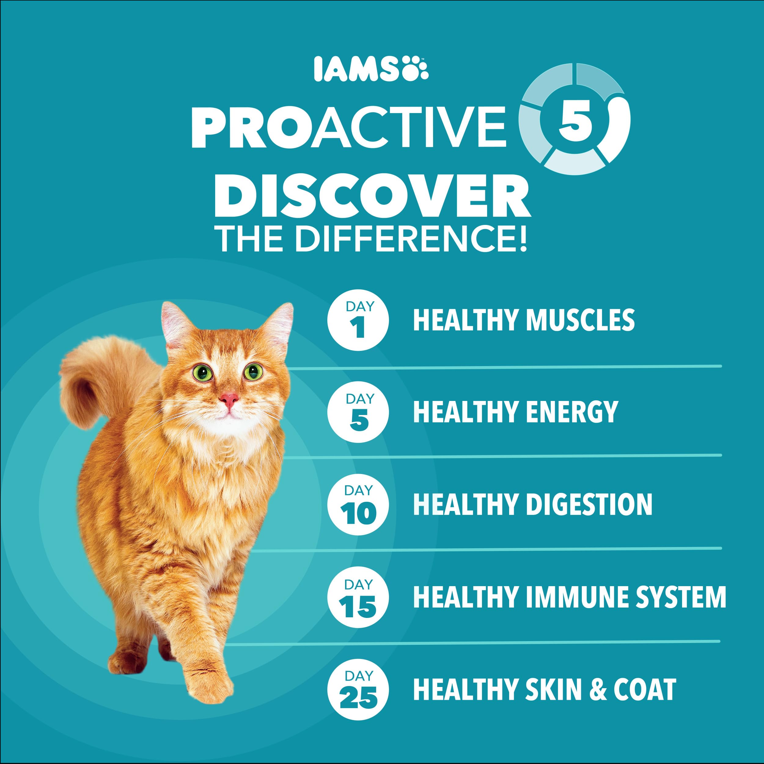 IAMS gato de interior comiendo, mantiene energía y vitalidad