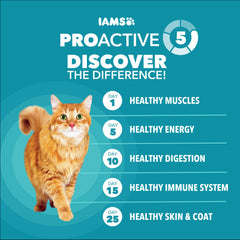 IAMS gato de interior comiendo, mantiene energía y vitalidad