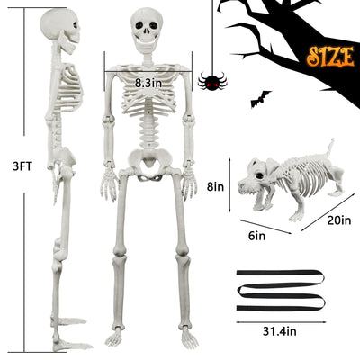 IDEAALS skeletons displayed with chair to show size and staging options