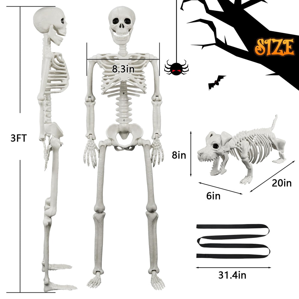 IDEAALS skeletons displayed with chair to show size and staging options