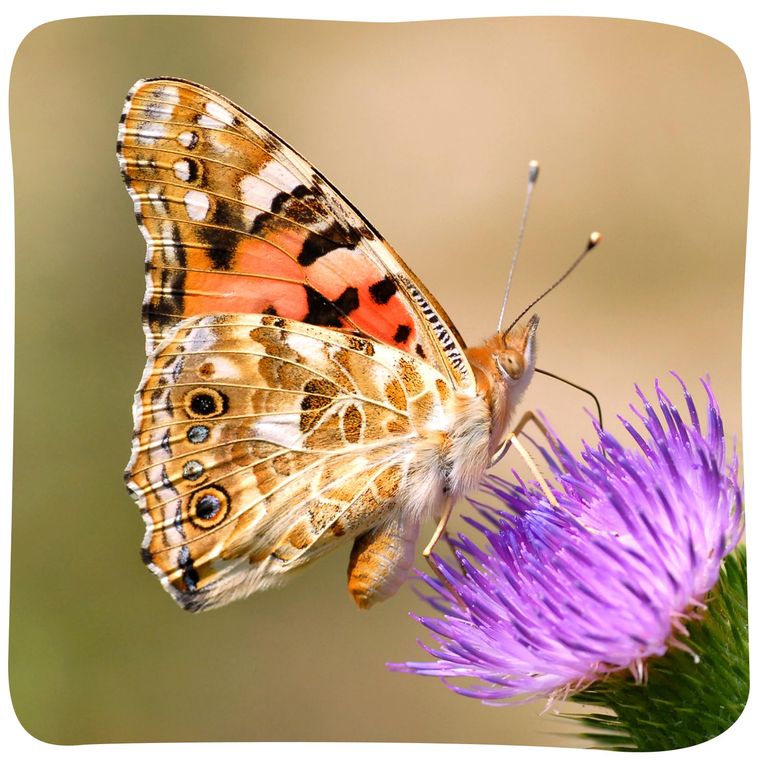 Insect Lore alimentador en forma de flor con sobres de néctar, práctico y limpio